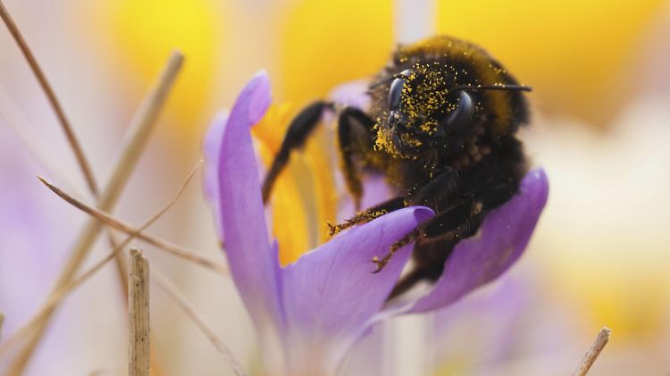 Dunkle Erdhummel Bombus terrestris , Krokus Crocus, Rheinland-Pfalz, Deutschland, Europa Dark ground bumblebee Bombus terrestris, Crocus Crocus, Rhineland-Palatinate, Germany, Europe Copyright: imageBROKER/JonathanxFieber iblfjo05343868.jpg Bitte beachten Sie die gesetzlichen Bestimmungen des deutschen Urheberrechtes hinsichtlich der Namensnennung des Fotografen im direkten Umfeld der Veröffentlichung