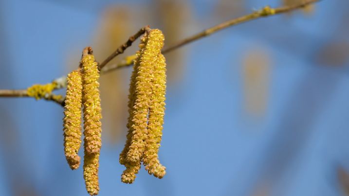 02.03.2025, Baden-Württemberg, Dürmentingen: Männliche Blüten der Haselnuss (Corylus avellana) hängen an einem Strauch herunter und leuchten in der Sonne goldgelb. Foto: Thomas Warnack/dpa +++ dpa-Bildfunk +++