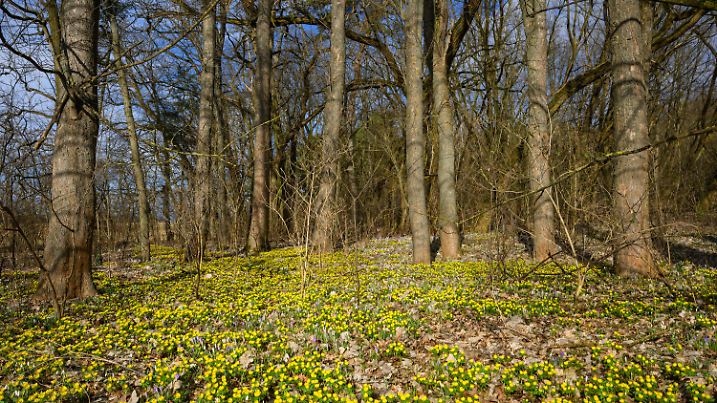 27.02.2025, Brandenburg, Sieversdorf: Gelbe Winterlinge, lila Krokusse und vereinzelte Schneeglöckchen blühen in einem Wald. Foto: Patrick Pleul/dpa +++ dpa-Bildfunk +++