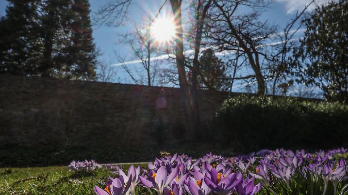 Vorfruehling Vorfrühling im Siegerland. Der Fruehling Frühling kuendigt kündigt sich an. Krokusse bluehen blühen im Schlosspark am Oberen Schloss in Siegen auf einer Wiese. Die Sonne strahlt vom Himmel. Fruehlingsboten Frühlingsboten im Siegerland am 03.03.2025 in Siegen/Deutschland. *** Early spring Early spring in the Siegerland The spring spring announces itself Crocuses bloom in the castle park at the Upper Castle in Siegen on a meadow The sun shines from the sky Heralds of spring in the Siegerland on 03 03 2025 in Siegen Germany