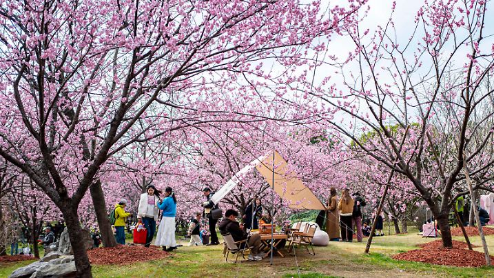China, Kirschblüte in Shanghai  SHANGHAI, CHINA - MARCH 06: Visitors enjoy the scenery of blooming cherry blossom trees at Gucun Park as the weather warms up on March 6, 2025 in Shanghai, China. PUBLICATIONxNOTxINxCHN Copyright: xVCGx 111552985597