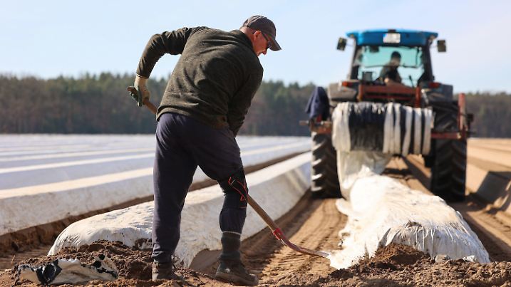 05.03.2025, Sachsen-Anhalt, Schelldorf: Mitarbeiter von Garlipp Spargel legen mit einem Traktor Thermofolie über die Spargeldämme. In Sachsen-Anhalt sind die ersten Arbeiter auf den Spargelfeldern und arbeiten an den Dämmen und den Folien. Bis zum ersten Spargelstich wird es aber noch einige Wochen dauern. Auf den Feldern des Spargelhof Garlipp Spargel erwartet man den ersten Stich frühestens in der letzten Märzwoche. (zu dpa: «Zeichen stehen auf gute Spargelsaison · noch Geduld gefragt») Foto: Peter Gercke/dpa +++ dpa-Bildfunk +++