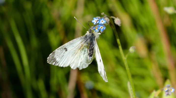 PRODUKTION - 02.06.2023, Schleswig-Holstein, Aumühle-Friedrichsruh: Ein Kohlweißling sammelt im Garten der Schmetterlinge in Aumühle-Friedrichsruh (Landreis Herzogtum Lauenburg) Nektar. In Schleswig-Holstein nimmt sowohl die Anzahl von Schmetterlingen, als auch die Artenvielfalt seit Jahren ab. (zu dpa "«Fast 40 Prozent verloren» - Immer weniger Schmetterlinge im Norden") Foto: Ulrich Perrey/dpa +++ dpa-Bildfunk +++