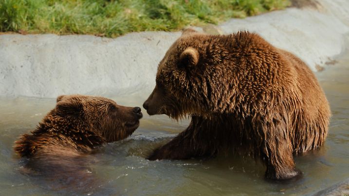 Brown bears Mana and Minnie enjoying their pool after awakening from hibernation, Credit:Whipsnade Zoo / Avalon