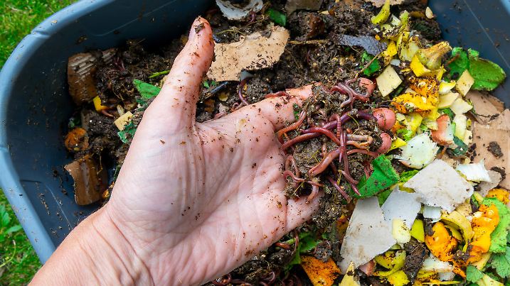 Hand holding worms in a worm composter with food waste