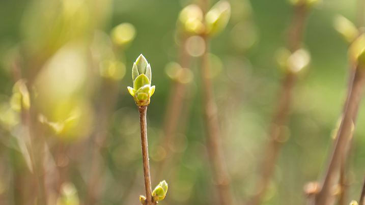 Knospen eines Strauches sind im Morgenlicht in einem Garten zu sehen. Rottweil Baden-Württemberg Deutschland *** Buds of a shrub can be seen in the morning light in a garden Rottweil Baden Württemberg Germany