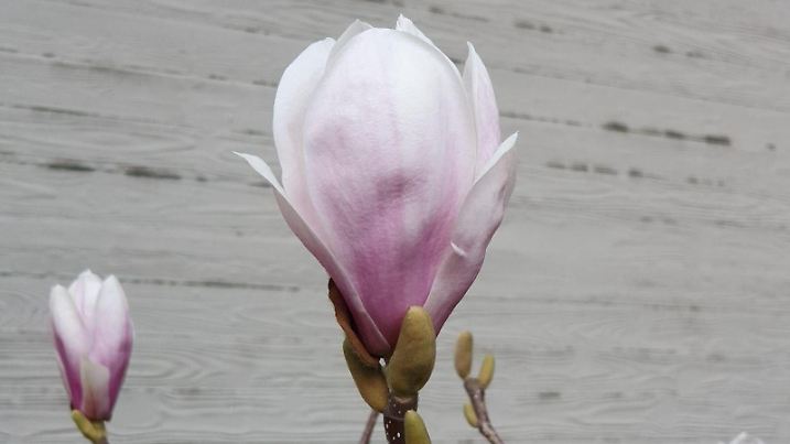 Magnolie Frühling