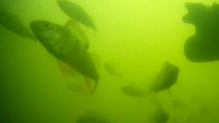 Undated photo of a school of fish, with a perch in the left corner, at a river lock in the central Dutch city of Utrecht, Netherlands, where a "fish doorbell" was installed that lets viewers of an online livestream alert authorities to fish being held up as they make their springtime migration to shallow spawning grounds. (Visdeurbel via AP)