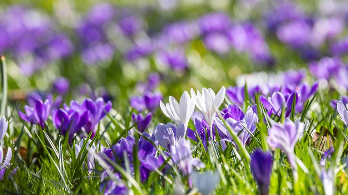 News Bilder des Tages Frühling in Baden-Baden. Entlang der Lichtentaler Allee blühen Krokusse und Narzissen. Spaziergänger flanieren und die Straße. // 19.03.2025: Baden-Baden, Baden-Württemberg, Deutschland, Europa *** Spring in Baden Baden Crocuses and daffodils bloom along Lichtentaler Allee Strollers stroll along the street 19 03 2025 Baden Baden, Baden Württemberg, Germany, Europe