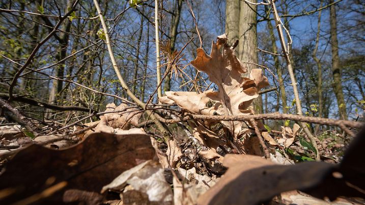 ARCHIV - 27.03.2020, Hessen, Hanau: Laub liegt in einem Waldstück am Rand der Stadt zwischen den Bäumen. Fehlender Regen und trockenes Laub erhöhen zur Zeit in Teilen Deutschlands die Waldbrandgefahr. (zu dpa: «Forstministerium warnt vor hoher Waldbrandgefahr in Hessen») Foto: Frank Rumpenhorst/dpa +++ dpa-Bildfunk +++
