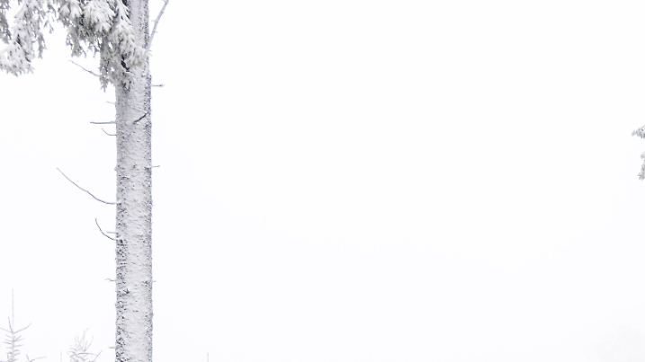 Schnee im Taunus Nach Schneefällen in der vergangenen Nacht zeigt sich die Landschaft am Großen Feldberg im Taunus winterlich, die Wetterstation Feldberg/Taunus meldete am Morgen 18cm Schneehöhe., Schmitten Hessen Deutschland 
