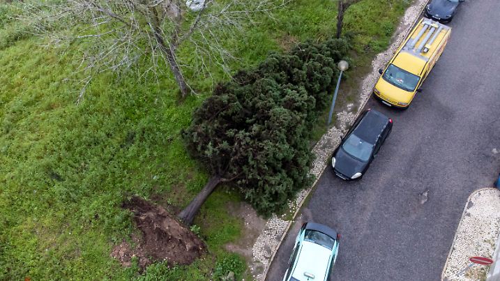 A drone view shows a fallen pine tree due to storm ''Martinho'' in Lisbon, Portugal, on March 20, 2025. The storm leads to 5,800 incidents and 15 people displaced, as heavy rains and strong winds continue to disrupt infrastructure and displace residents across the country. (Photo by Luis Boza/NurPhoto)
