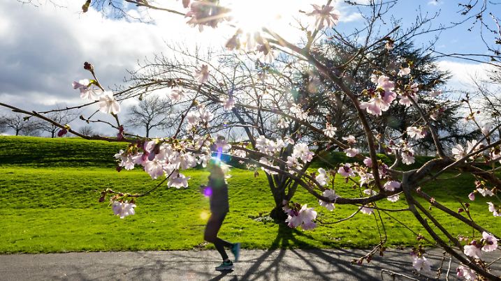 ARCHIV - 25.02.2024, Nordrhein-Westfalen, Bonn: Die Sonne scheint durch die Blüten einer Winterkirsche. (zu dpa: «Mildes Wetter zum Wochenstart - bis 17 Grad») Foto: Thomas Banneyer/dpa +++ dpa-Bildfunk +++