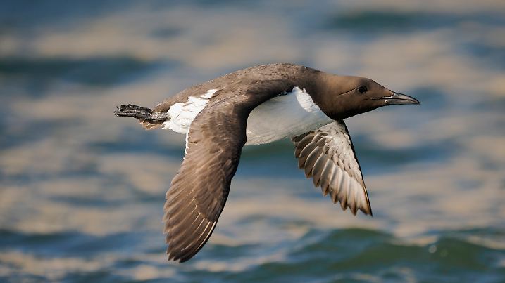 Guillemot, Uria aalge, single bird in flight, Yorkshire, June 2022