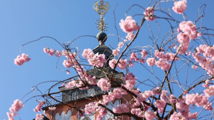 Kirschblüten vor dem Krönchen der Nikolaikirche