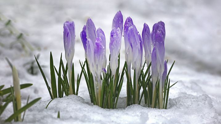 Frühlingsgefühle vertagt: Schnee bis in höhere Lagen