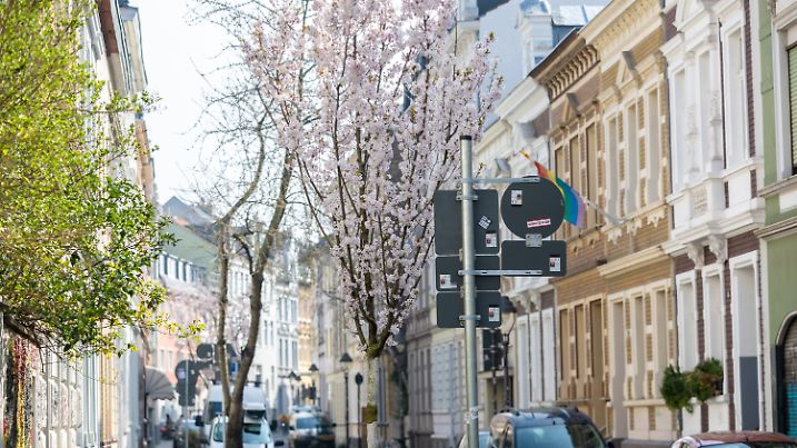 Kirschblüten in der Bonner Altstadt 25.03.2025