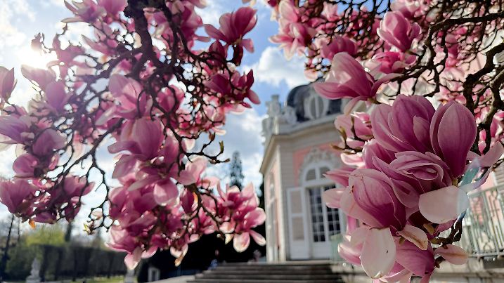 Magnolien in Düsseldorf-Benrath