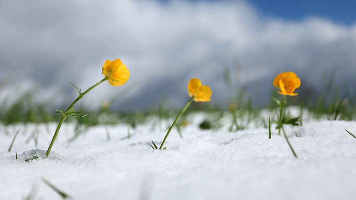 Butterblumen blühen in der mit Neuschnee bedeckten Landschaft.