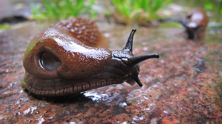 Spanische Wegschnecke