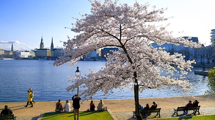 Frühlingsblüte am Ufer der Binnenalster in Hamburg