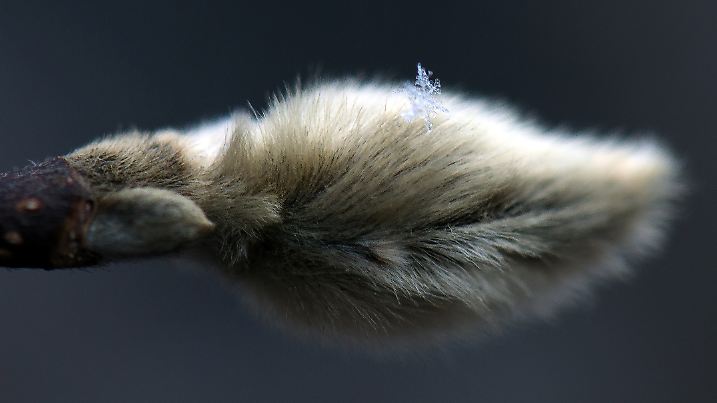 Schneeflocke auf Magnolie