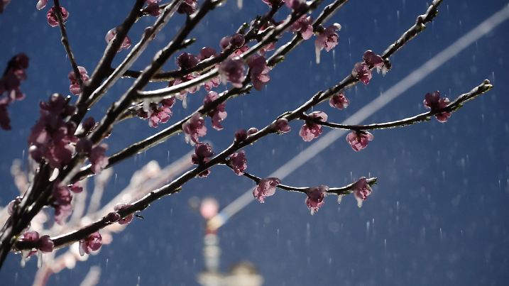 Obstbauer schützt Pflanzen mit Frostschutzberegnung