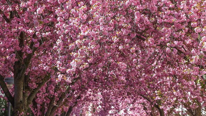 Fruehling (Frühling) in Bonn