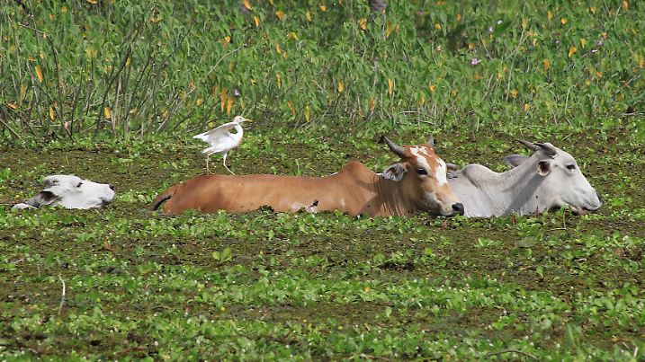In Bolivia floods, cows swim where they once grazed