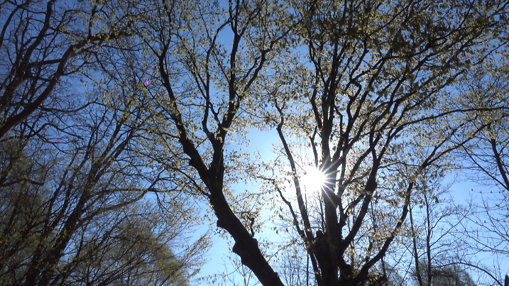 Besonders der Südwesten glänzt mit warmem Frühlingswetter.