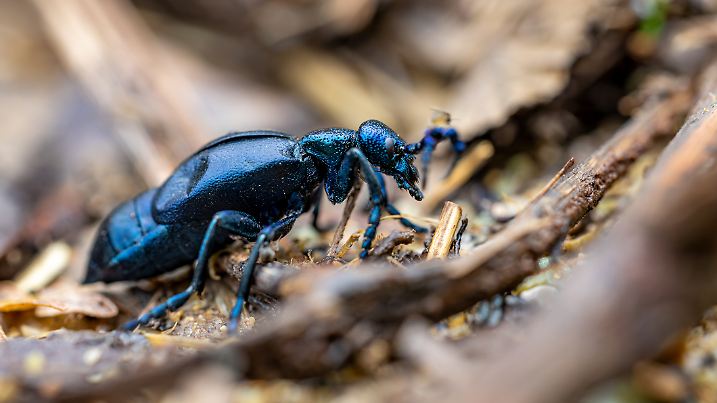 Lieber Abstand halten: Das Öl auf seinem Rücken brennt wie Feuer.
