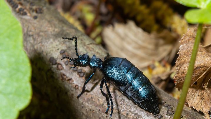 Sandiger Untergrund ist der bevorzugte Wohnort des schwarz-blauen Ölkäfers.
