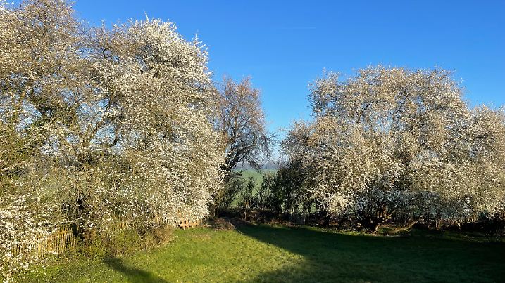 Strahlend weiß und duftend - die Blütenpracht ist berauschend.