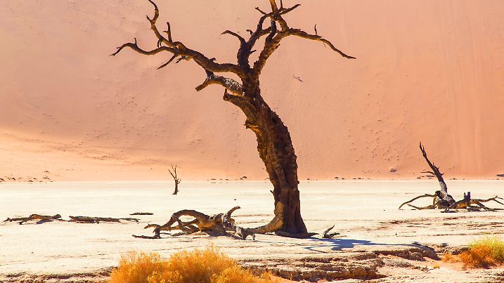 Lebendigere Bäume als dieser hier sollen es richten: Die Grüne Mauer in der Sahelzone soll die Wüstenausbreitung stoppen.
