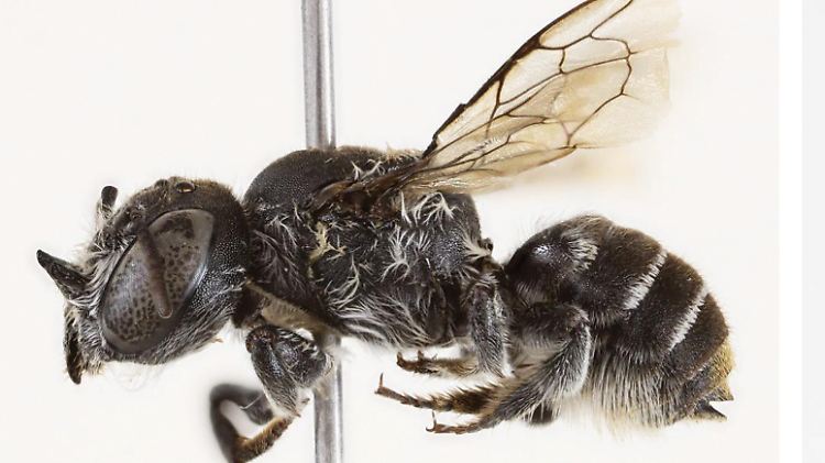 Megachile (Hackeriapis) lucifer