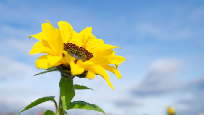 Wetter in Baden-Württemberg