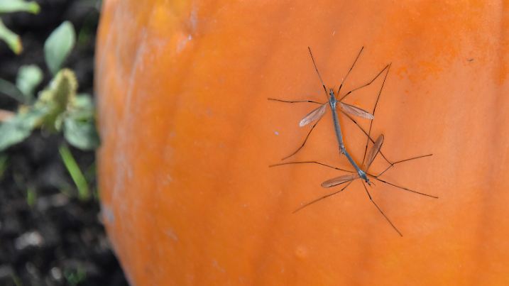 Ein nerviges Herbstgeschenk: Ein warmer November hält auch diese Mücken ungewöhnlich lange aktiv – und verlängert die Plage.
