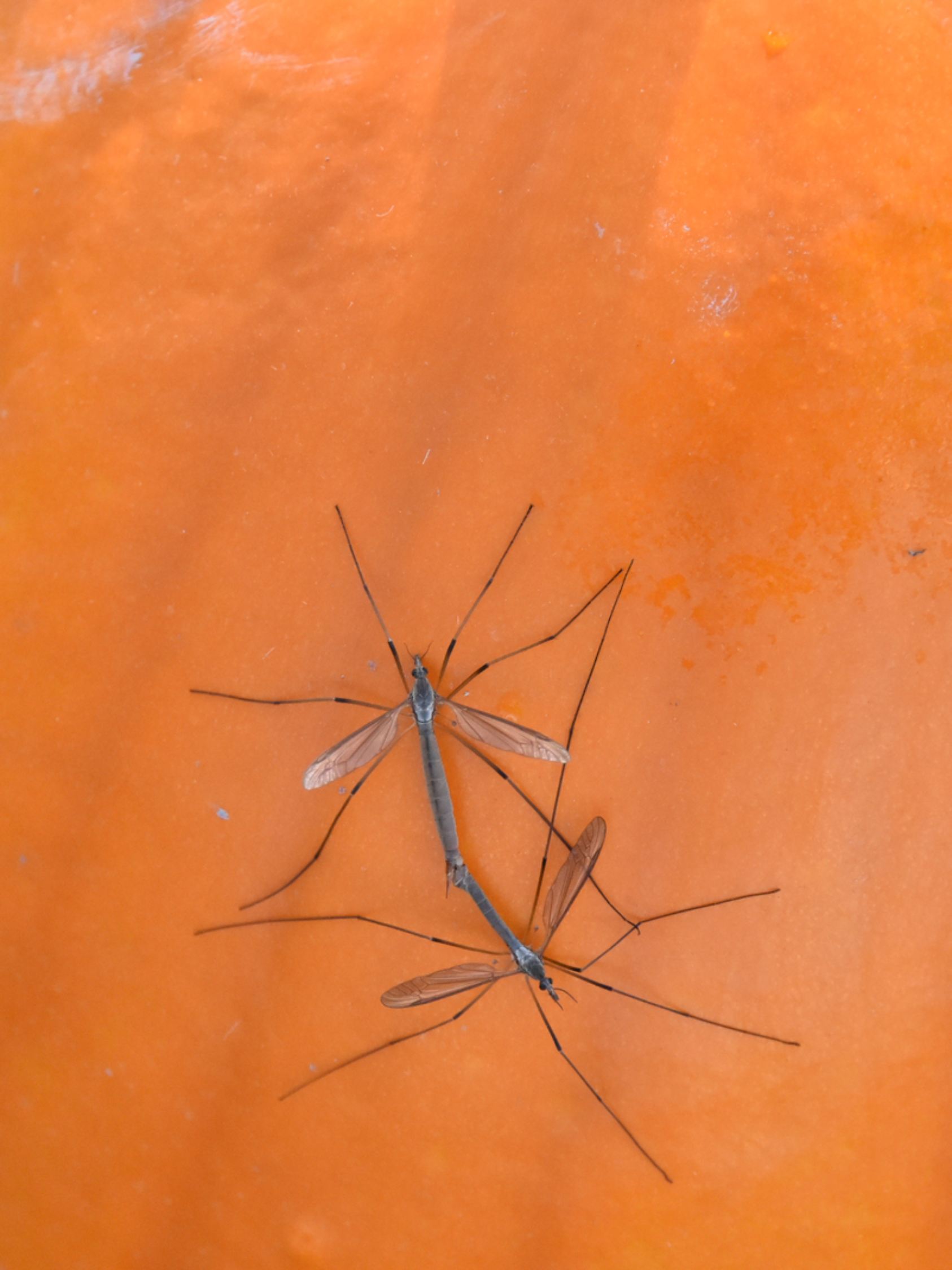 Warum Mücken & Wespen weiter nerven