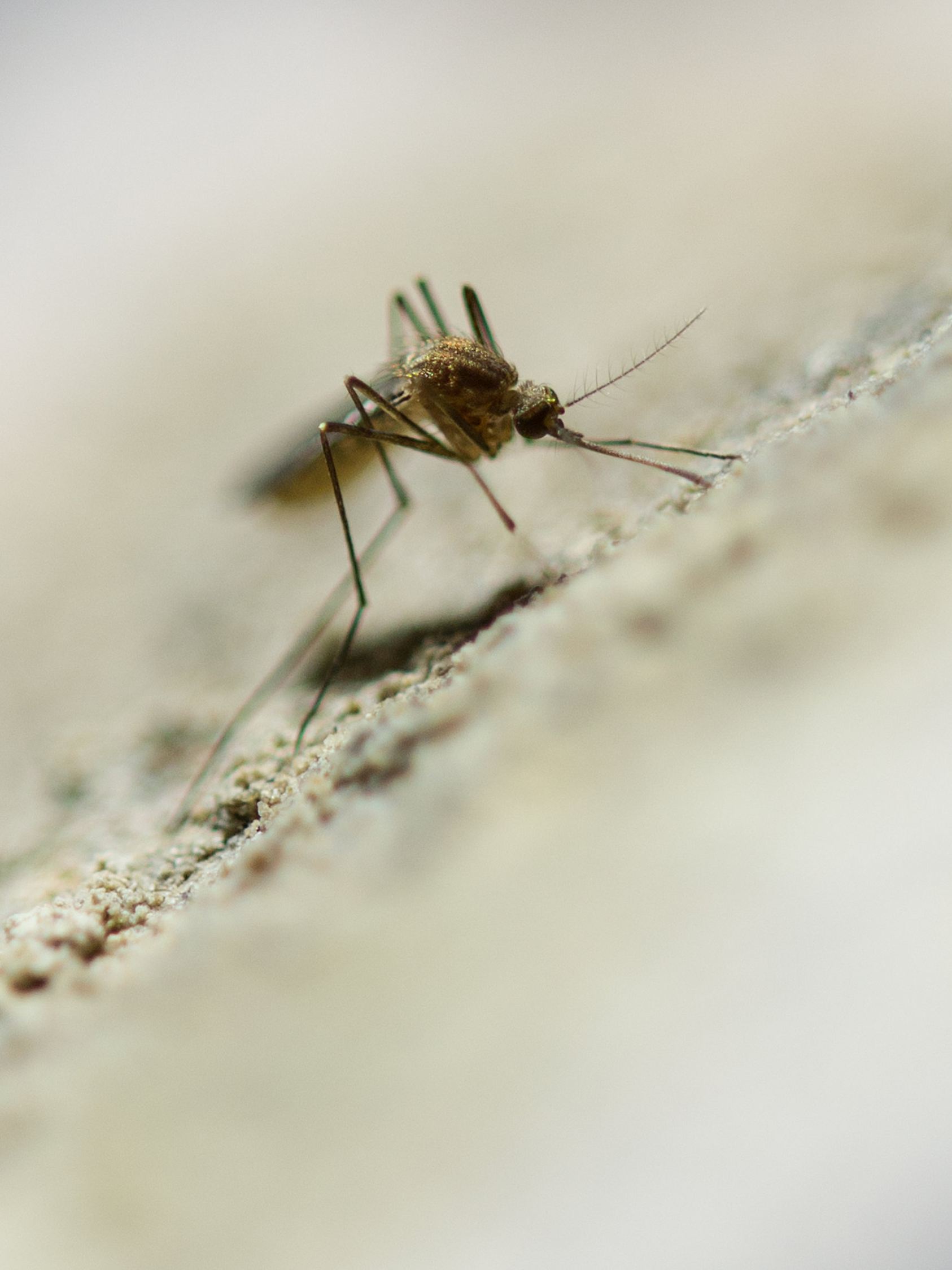 Nach warmem Winter droht Mückenplage