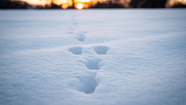 Winterzeit - Spuren von Windtieren auf einer geschlossenen Schneedecke während des Sonnenuntergangs. Über längere Zeitr