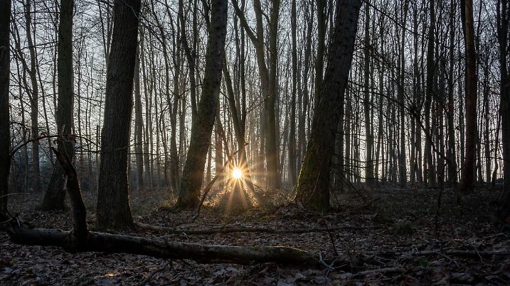 Kahle Bäume im Winterlicht 10.01.2024, Selters: Symbolfoto, Illustrationsbild, Symbolbild, Illustrationsfoto Kahle Bäume