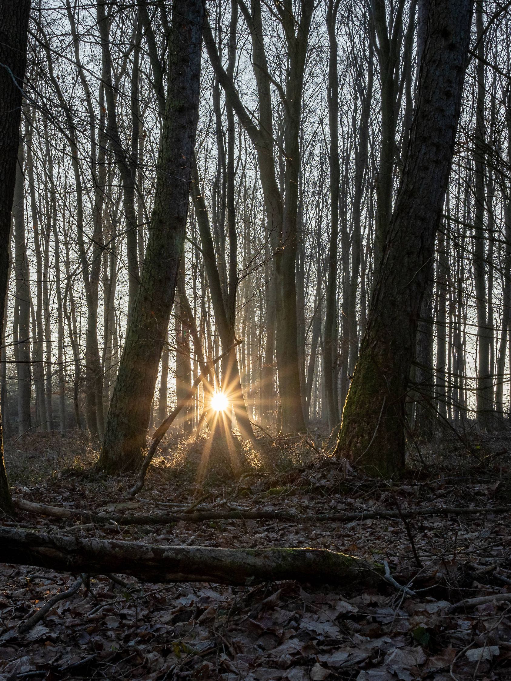 Kahle Bäume im Winterlicht 10.01.2024, Selters: Symbolfoto, Illustrationsbild, Symbolbild, Illustrationsfoto Kahle Bäume