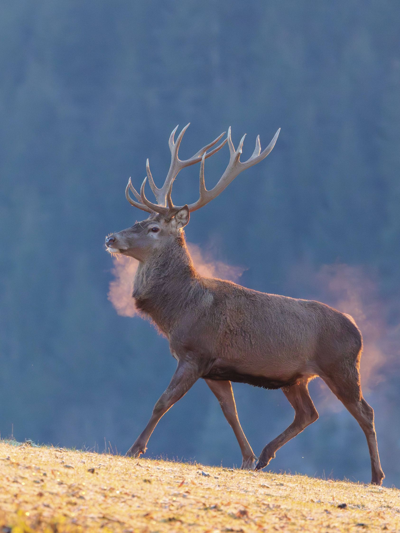 Creative Highlights World Ein Rothirsch (Cervus elaphus) überquert im ersten Licht des Tages eine mit Raureif bedeckte W
