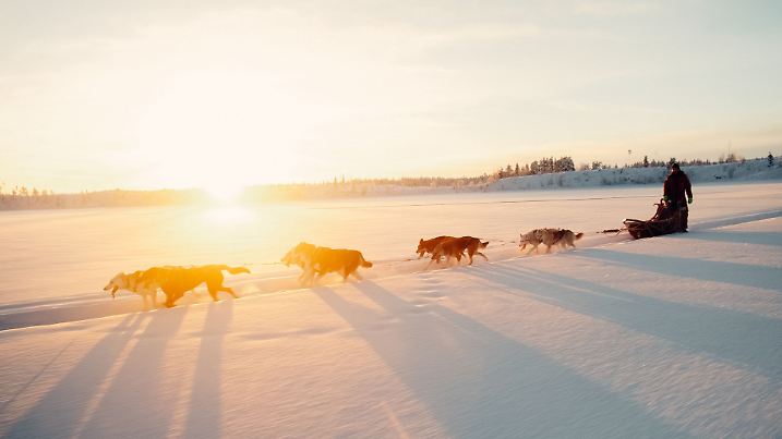 Die Karlssons bieten ihren Feriengäste Hunde-Schlitten-Touren durch die winterliche Traumlandschaft von schwedisch Lappland.