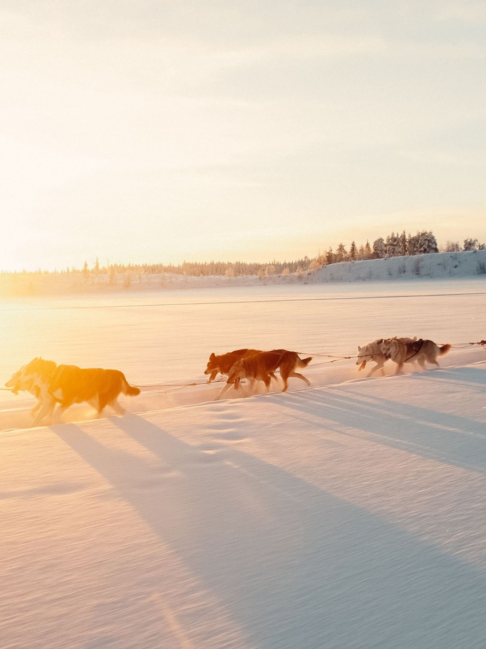 Die Karlssons bieten ihren Feriengäste Hunde-Schlitten-Touren durch die winterliche Traumlandschaft von schwedisch Lappland.