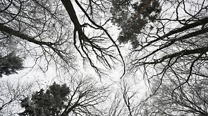 Vorstellung Waldzustandsbericht 2025 - Hessen