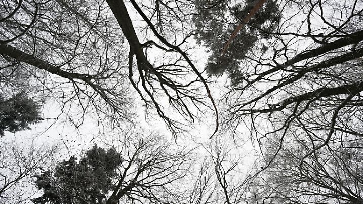 Vorstellung Waldzustandsbericht 2025 - Hessen