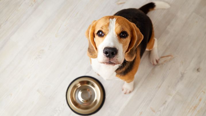 Ein Beagle-Hund sitzt auf dem Boden neben einem leeren Napf. Der Hund wartet auf die Fütterung. Ansicht von oben.