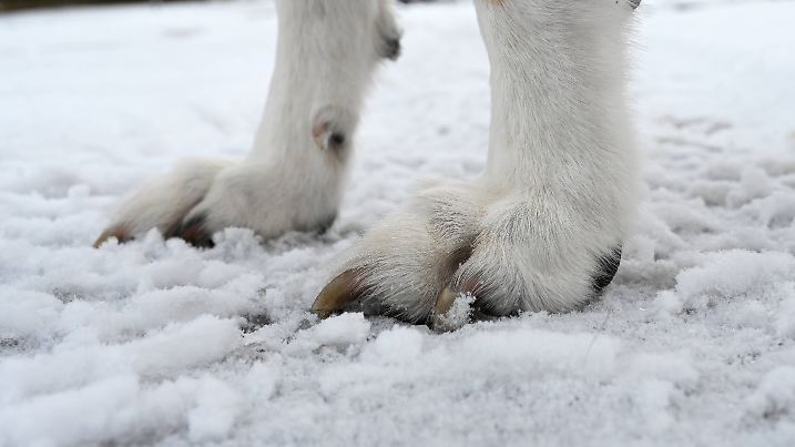 Schnee in Berlin- in der Nacht zu Sonnabend schneite es in Berlin und alles wurde mit einer Schneedecke zugedeckt- Hund