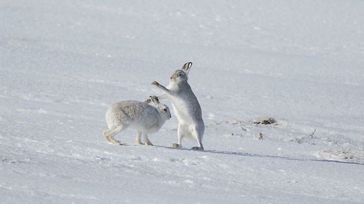 Kämpfender Schneehase (Lepus timidus), Alpenhasen...